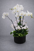 16 Stem White Phalaenopsis Orchid Arrangement