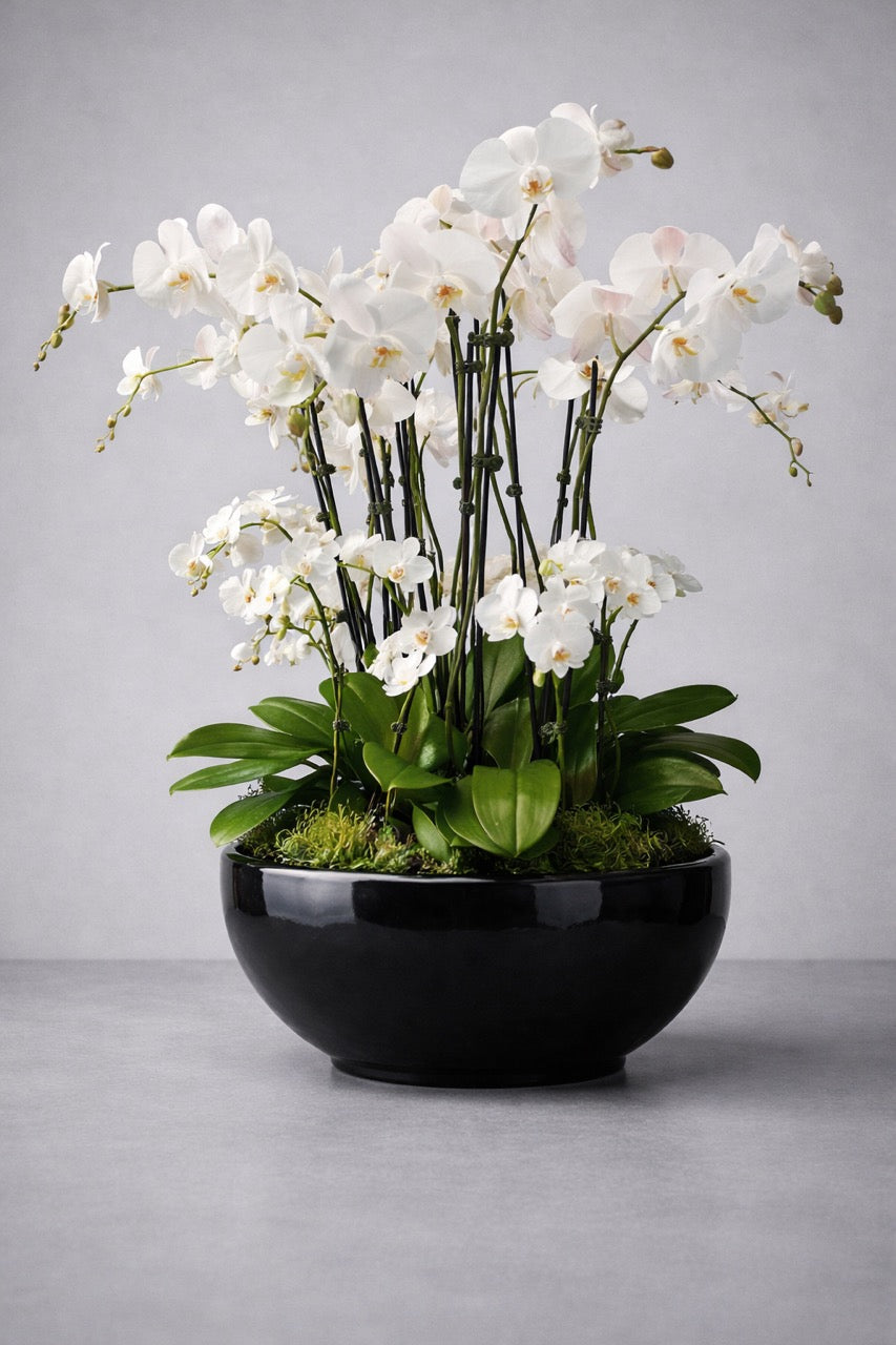 20 Stem White Phalaenopsis Orchid Arrangement