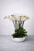 10 Stem White Phalaenopsis Orchid Arrangement